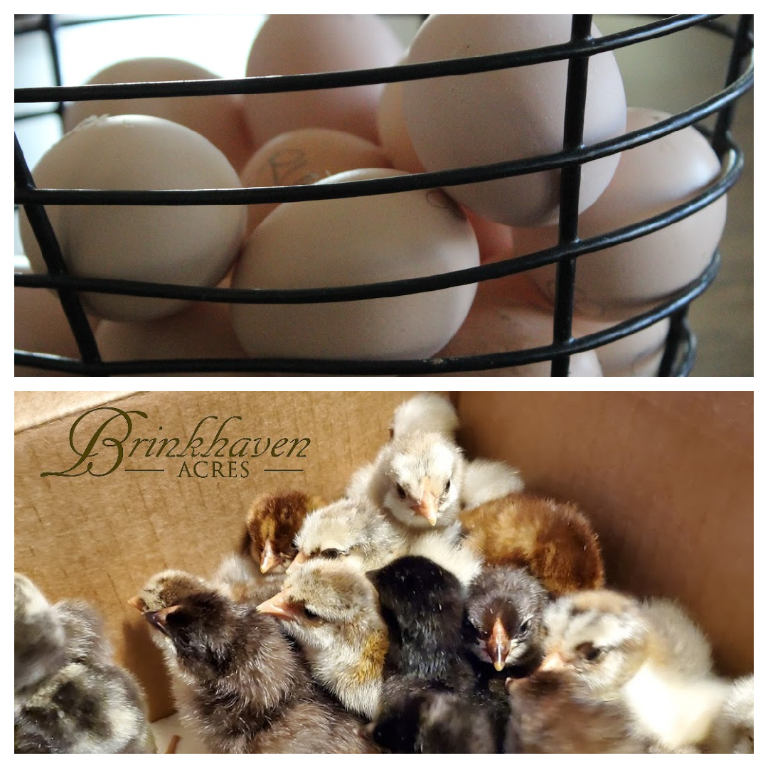 Assorted Wyandotte Hatching Eggs