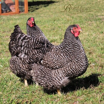 Barred Wyandotte Day-Old Chicks