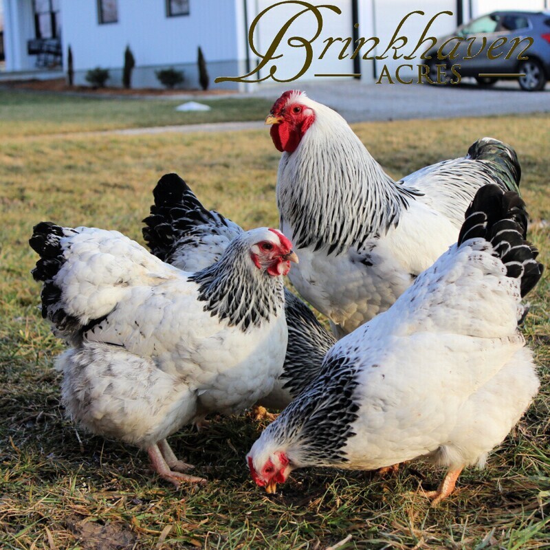 Columbian Wyandotte Started birds