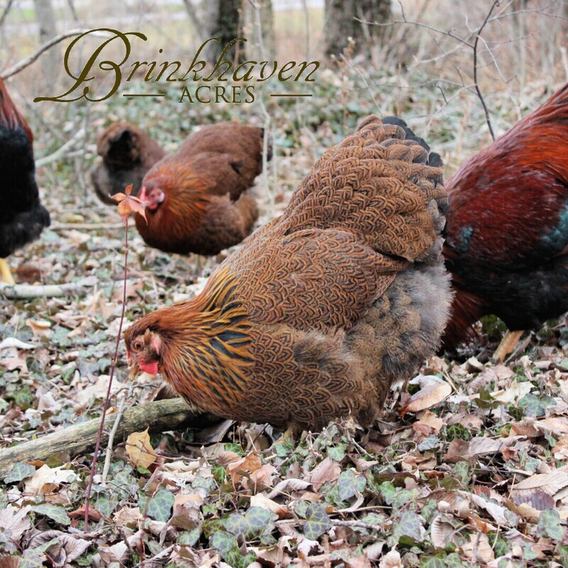 Partridge Wyandotte Started birds