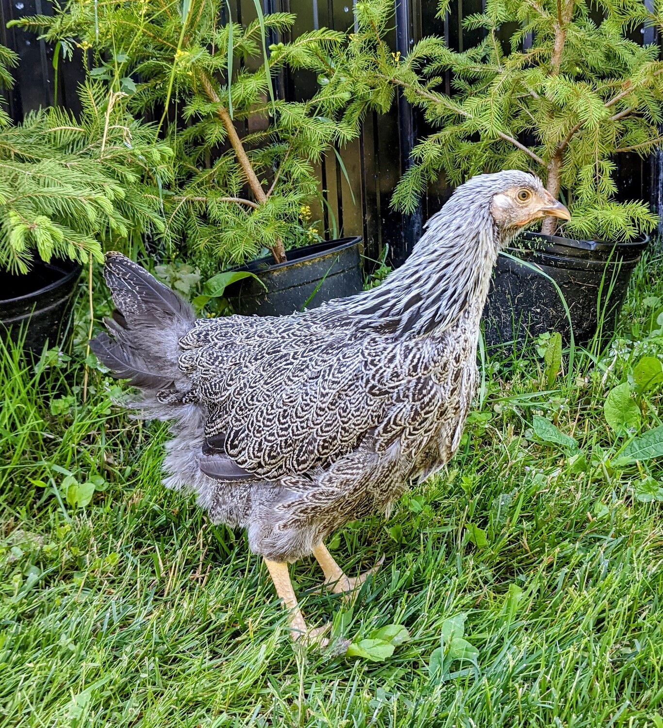 Silver Penciled Wyandotte Started birds