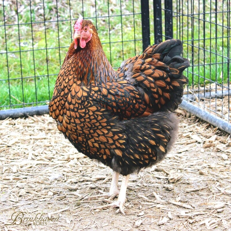 Golden Laced Laced Wyandotte Day-Old Chicks