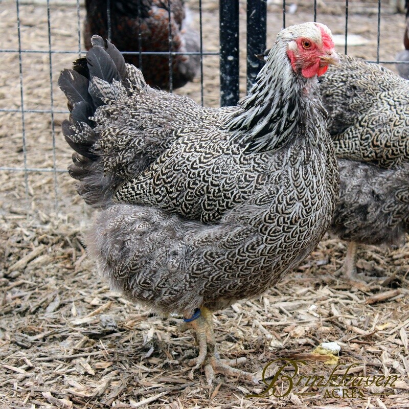 Silver Penciled Wyandotte Hen