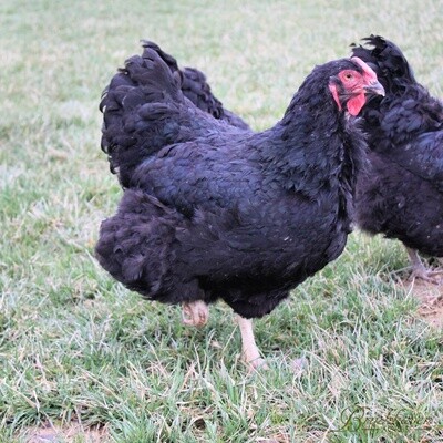 Black/Split to Lavender Wyandotte Day-Old Chicks