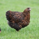 Golden Laced Wyandotte Started birds