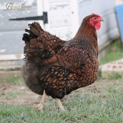 Golden Laced Wyandotte Hen