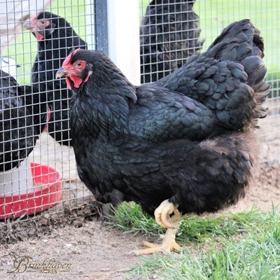 Black Wyandotte Day-Old Chicks