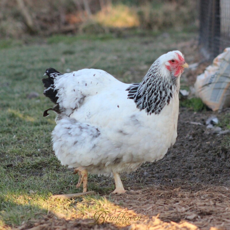 Columbian Wyandotte Chicken Hen