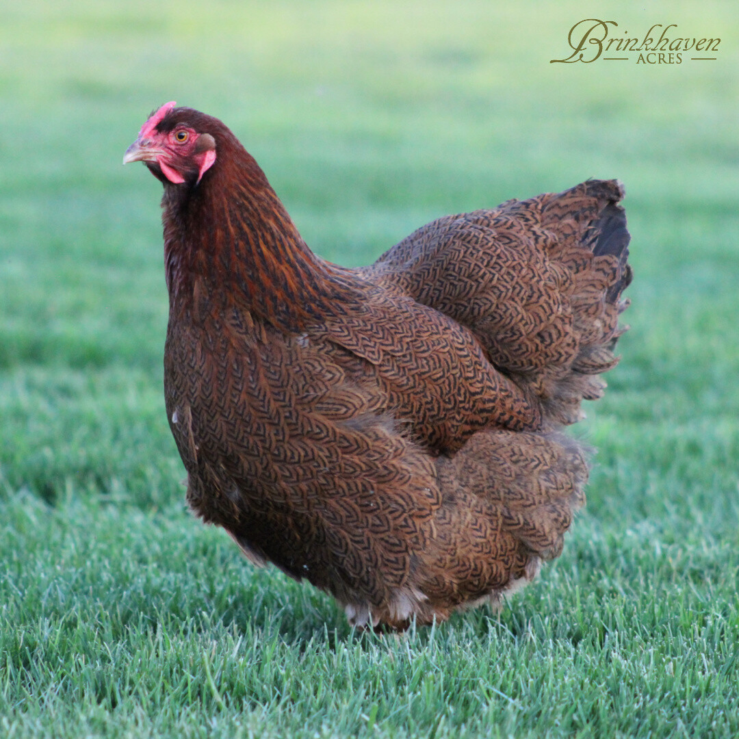 Partridge Wyandotte Hen
