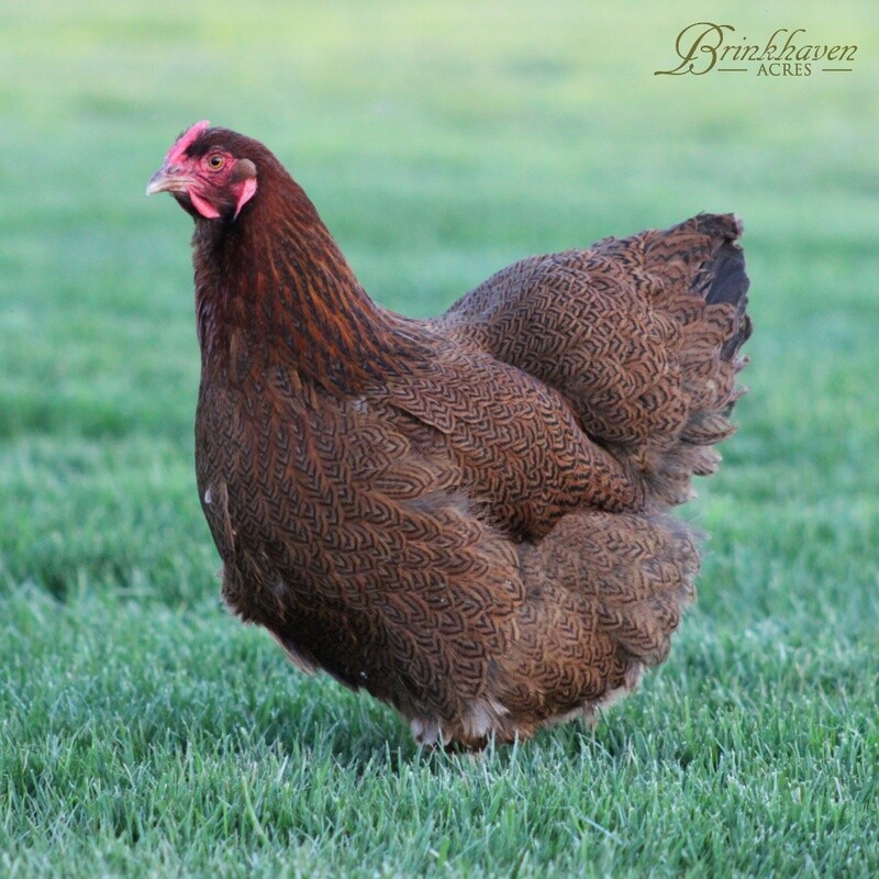 Partridge Wyandotte Hen