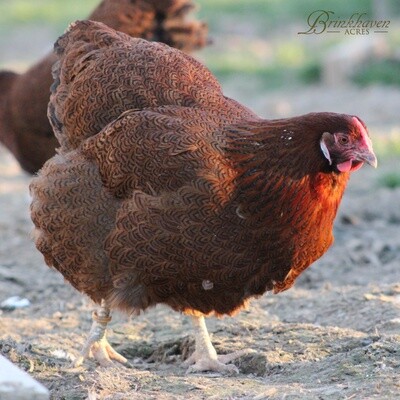 Partridge Wyandotte Hen