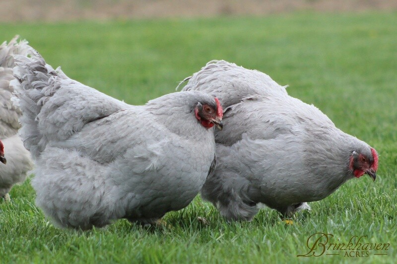 Lavender Wyandotte Hens