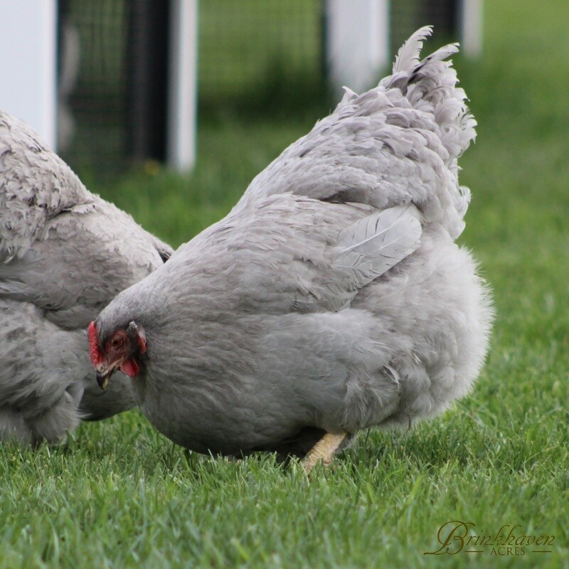 Lavender Wyandotte Hen