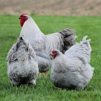 Lavender Wyandotte Flock