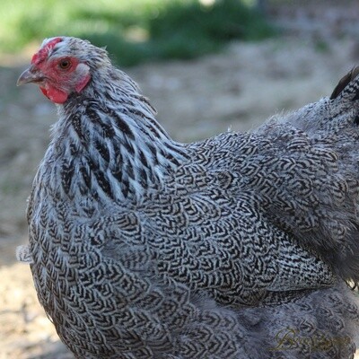 Silver Penciled Wyandotte Hen