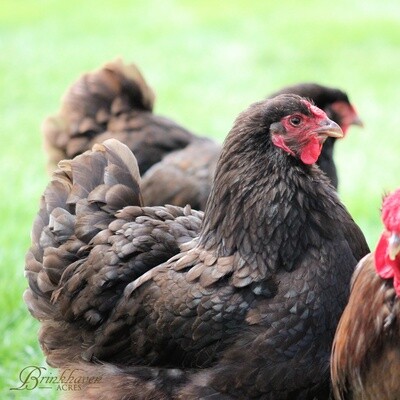 Chocolate Wyandotte Hen