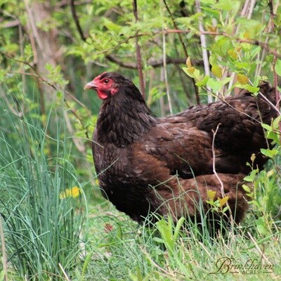 Chocolate Wyandotte Hen