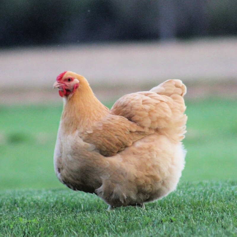 Buff Wyandotte Hen