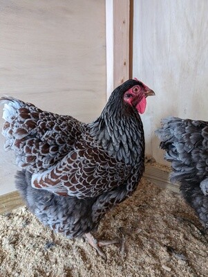 Blue Laced Red Wyandotte Day-Old Chicks