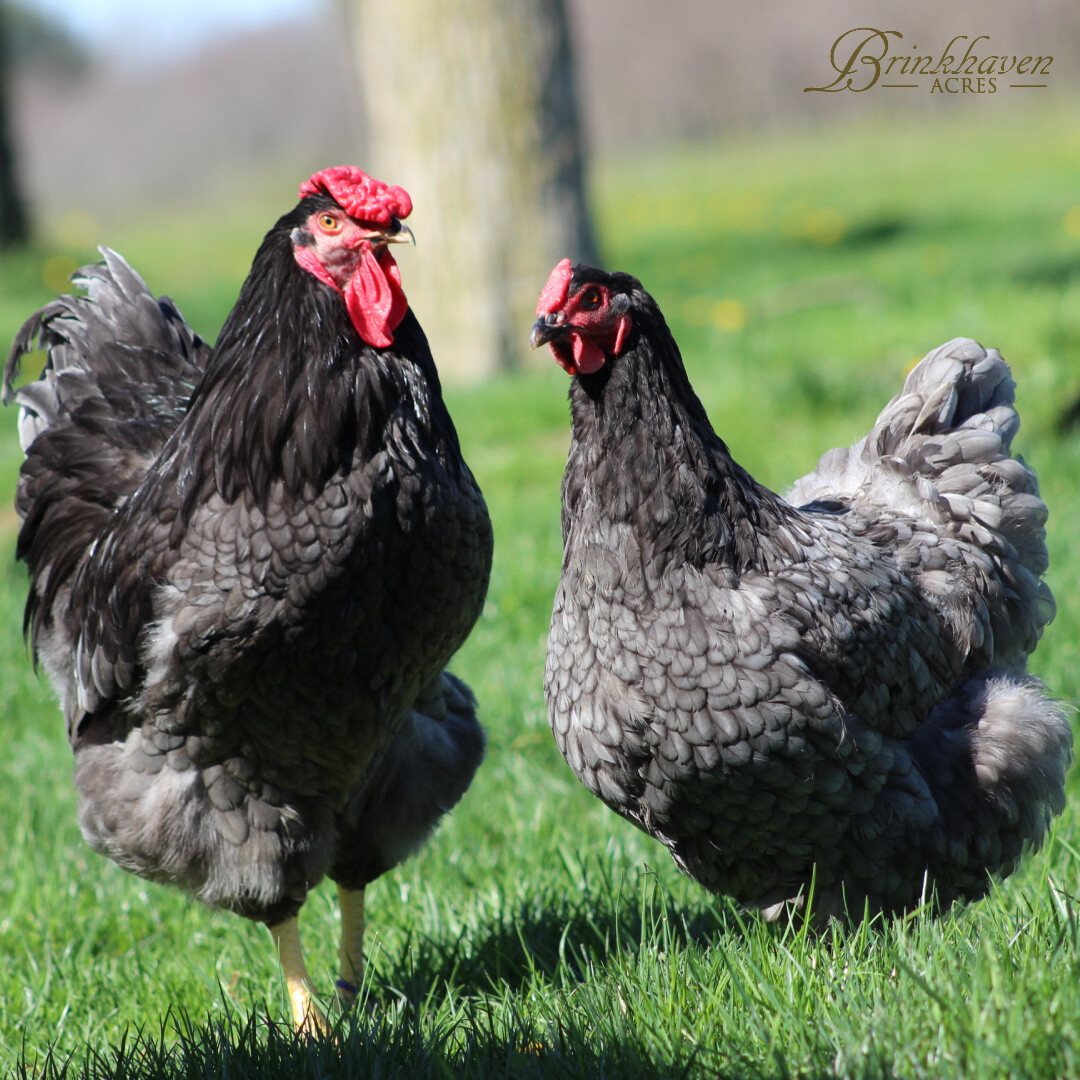 Blue/black/splash Wyandotte Day-Old Chicks