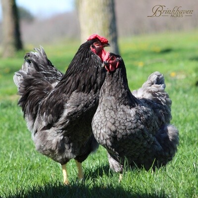 Blue/black/splash Wyandotte Day-Old Chicks