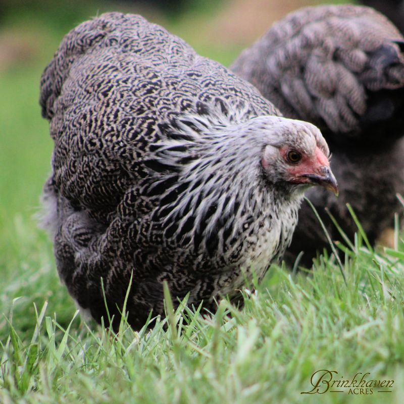 Silver Penciled Wyandotte Started Pullet
