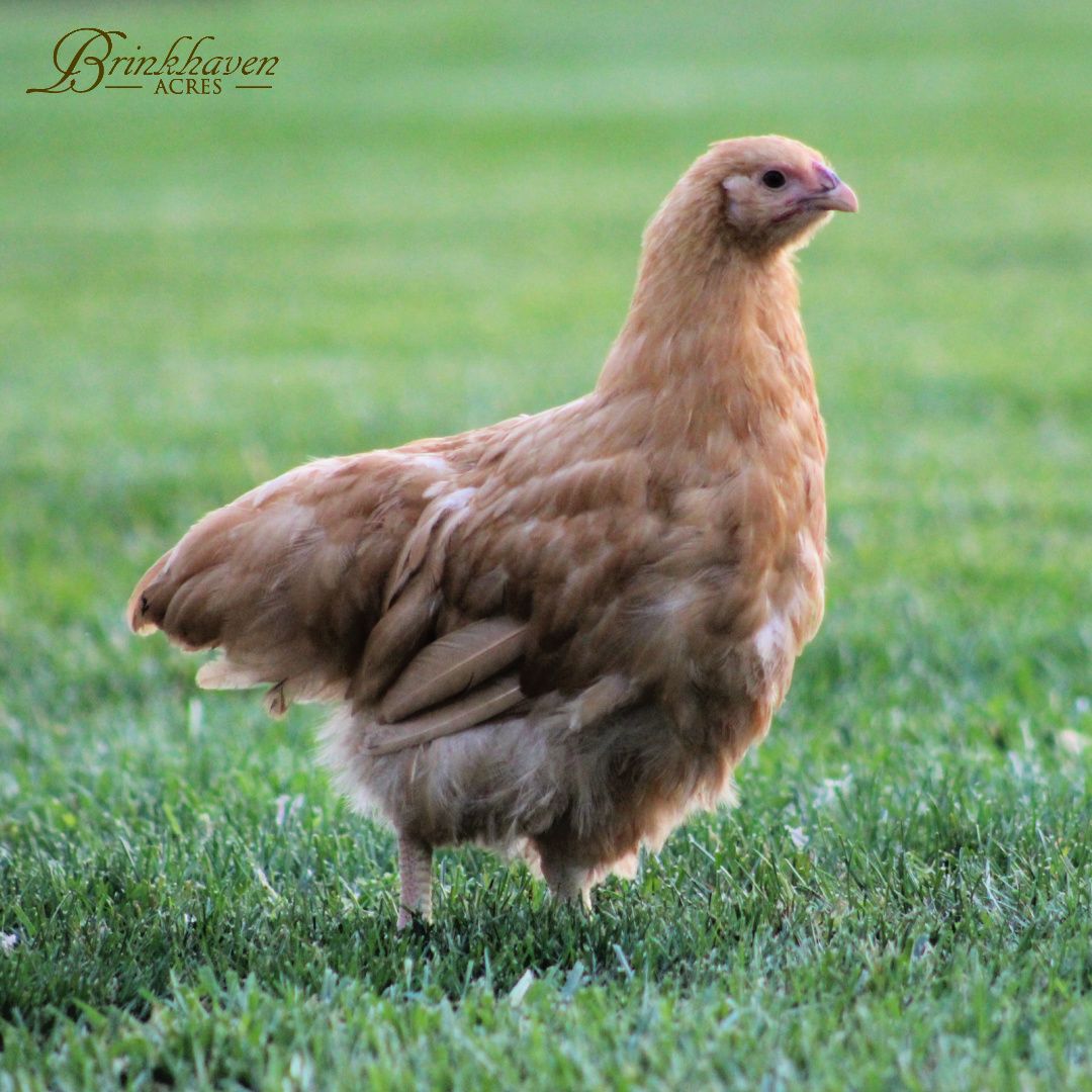 Buff Wyandotte Started Pullet