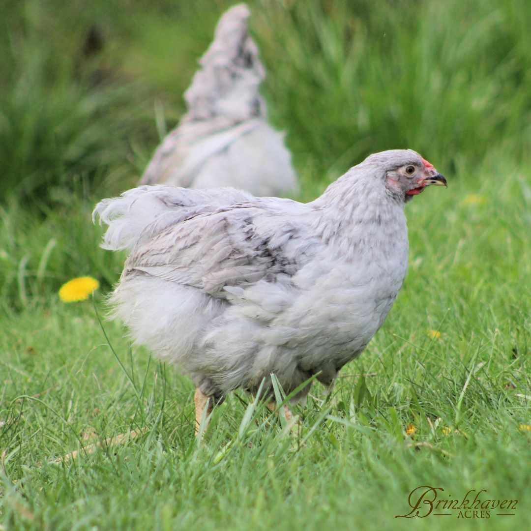 Lavender Wyandotte Started birds, Gender: Pullet (female)