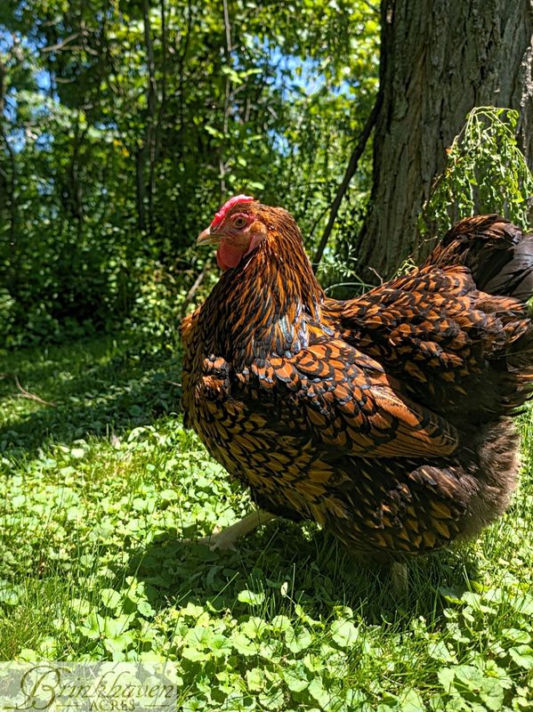Golden Laced Wyandotte Day-Old Chicks