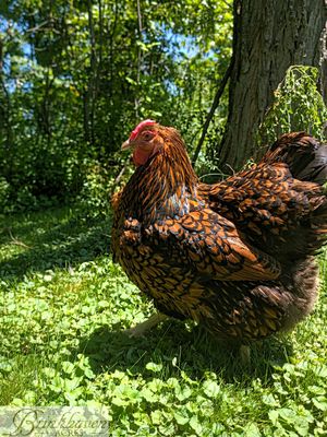 Golden Laced Wyandotte Day-Old Chicks