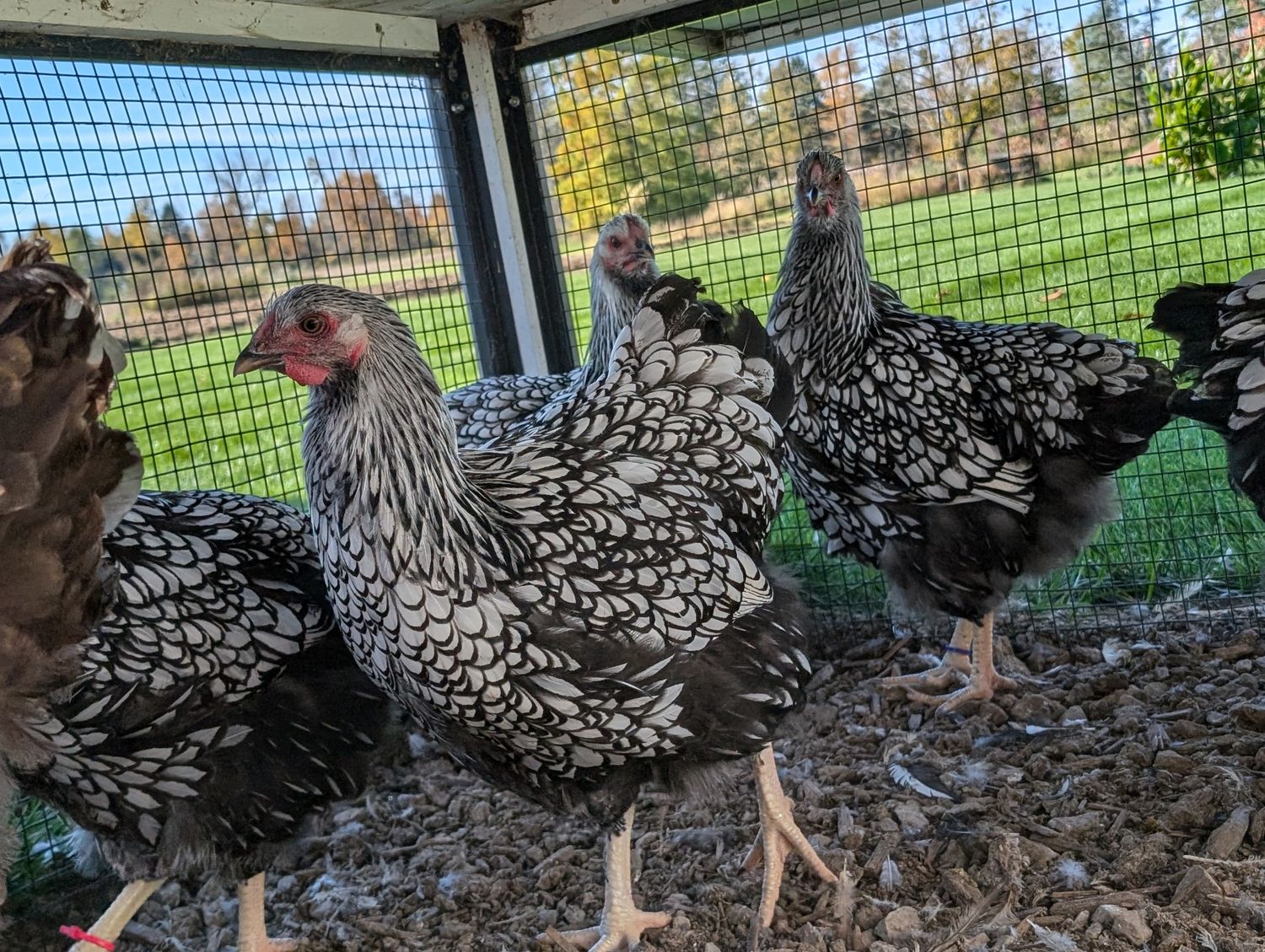 Silver Laced Wyandotte Started Pullet