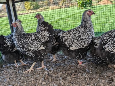 Silver Laced Wyandotte Started birds