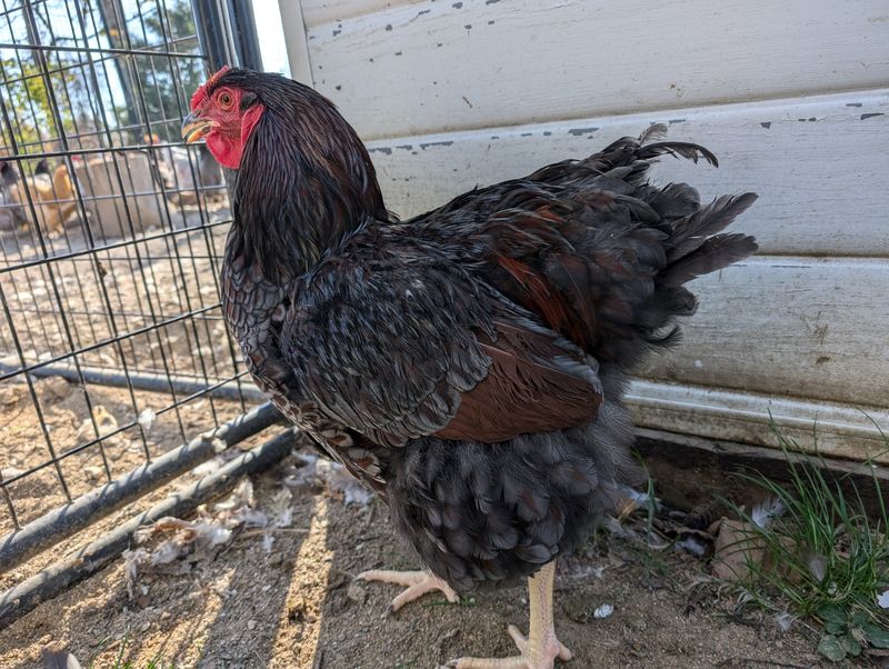 Blue Laced Red Wyandotte Started birds