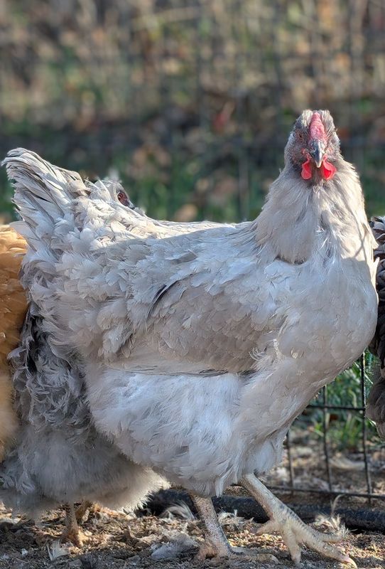 Lavender Wyandotte Started birds