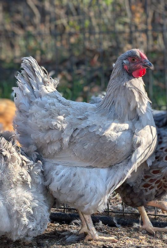 Lavender Wyandotte Started birds