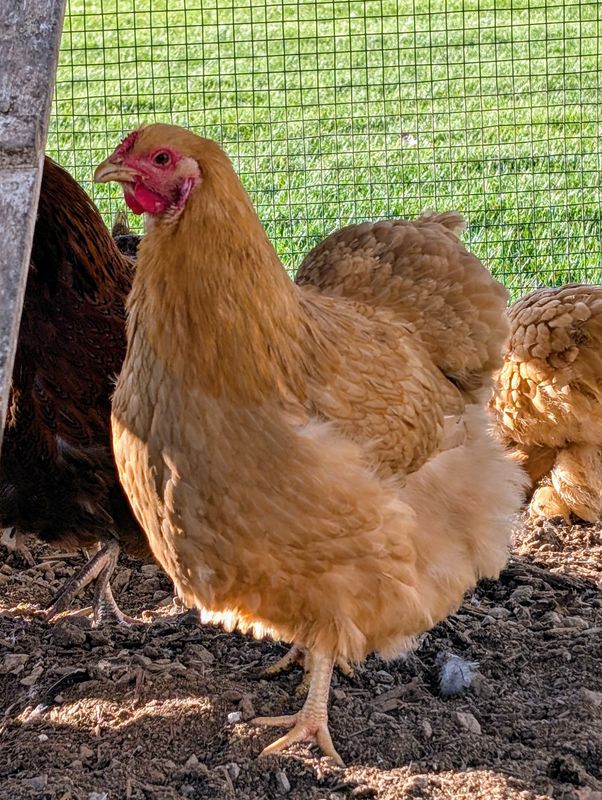Buff Wyandotte Started birds