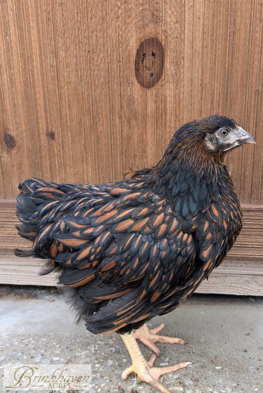 Golden Laced Wyandotte Started birds