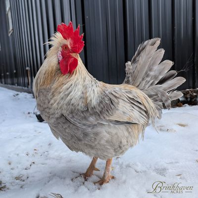 Opal Legbar Day-Old Chicks