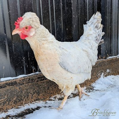 Opal Legbar Day-Old Chicks