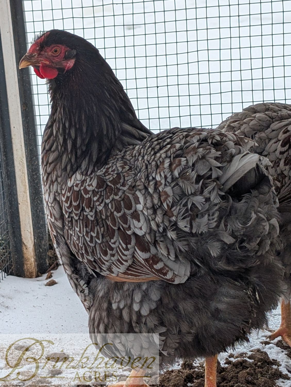 Blue Laced Red Wyandotte Started birds