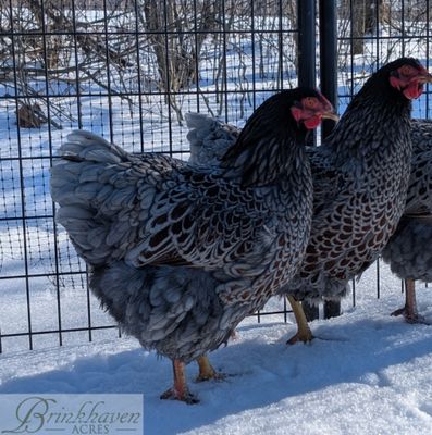 Blue Laced Red Wyandotte Day-Old Chicks