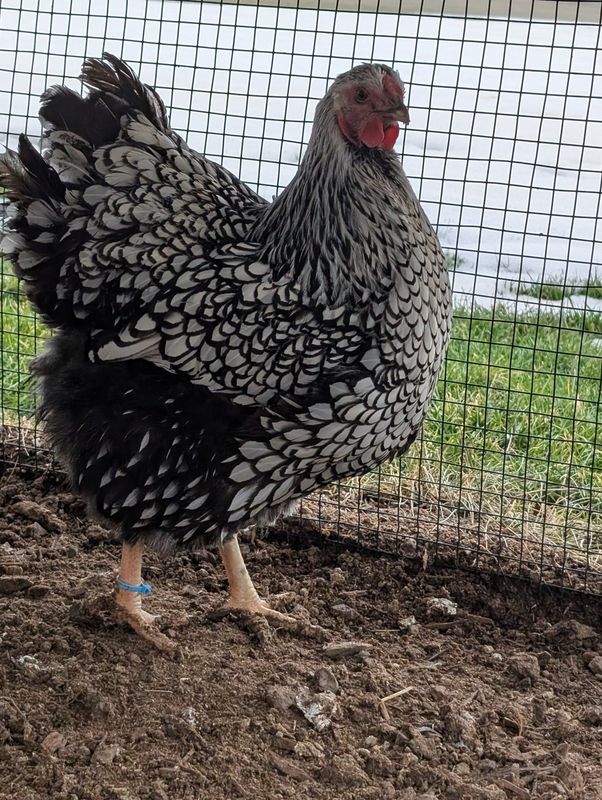 Silver Laced Wyandotte Started birds