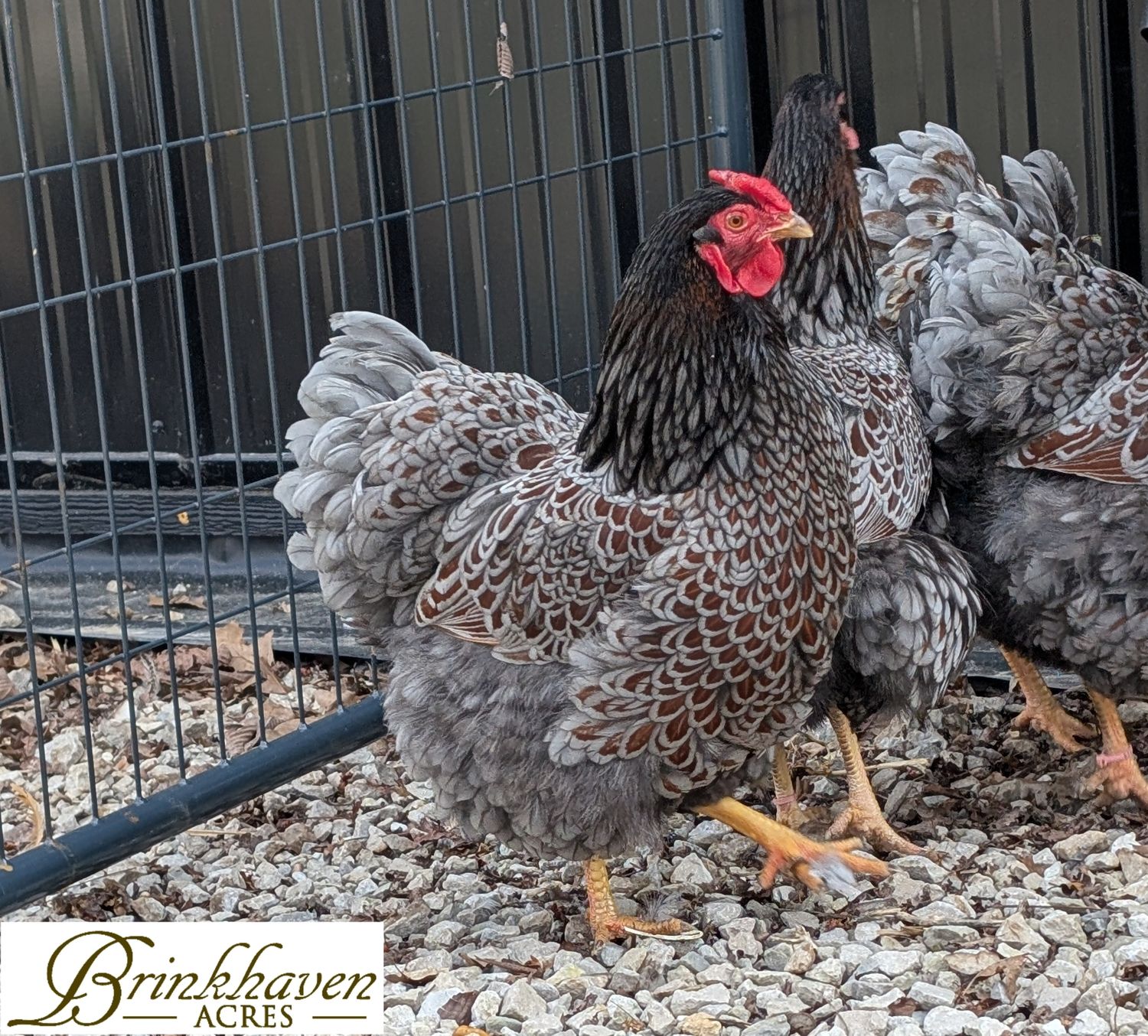 Blue Laced Red Wyandotte Day-Old Chicks
