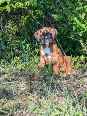 AKC boxer puppies