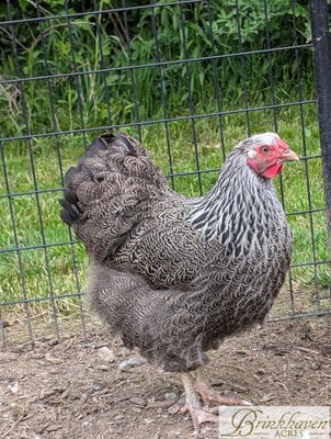 Silver Penciled Wyandotte Started birds
