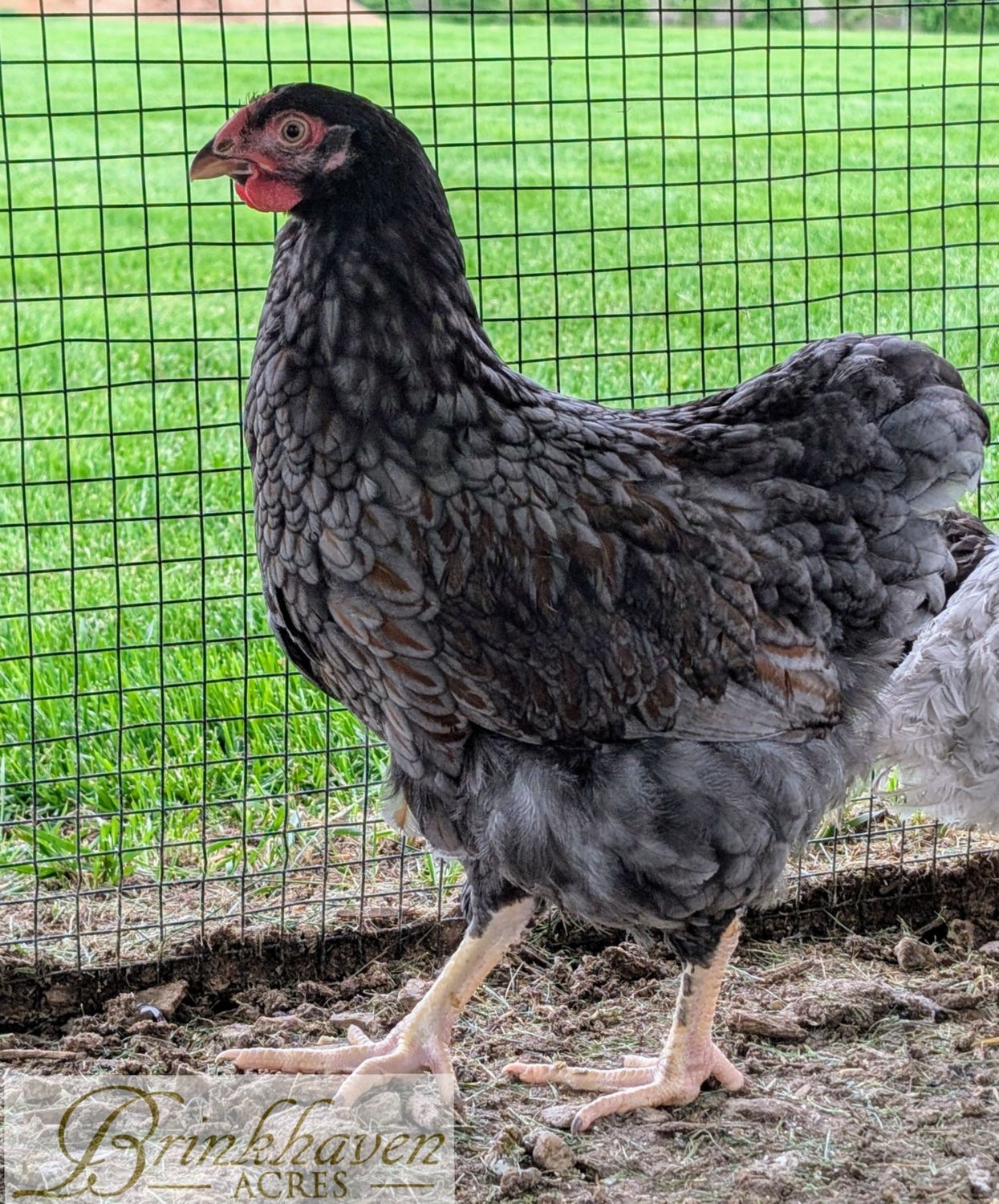 Blue Laced Red Wyandotte Started Pullet