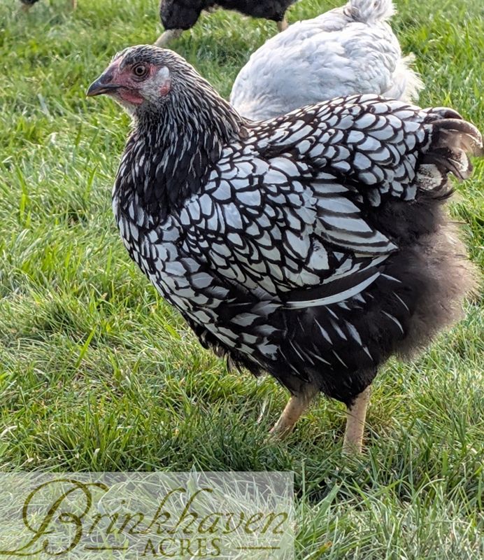 Silver Laced Wyandotte Started birds