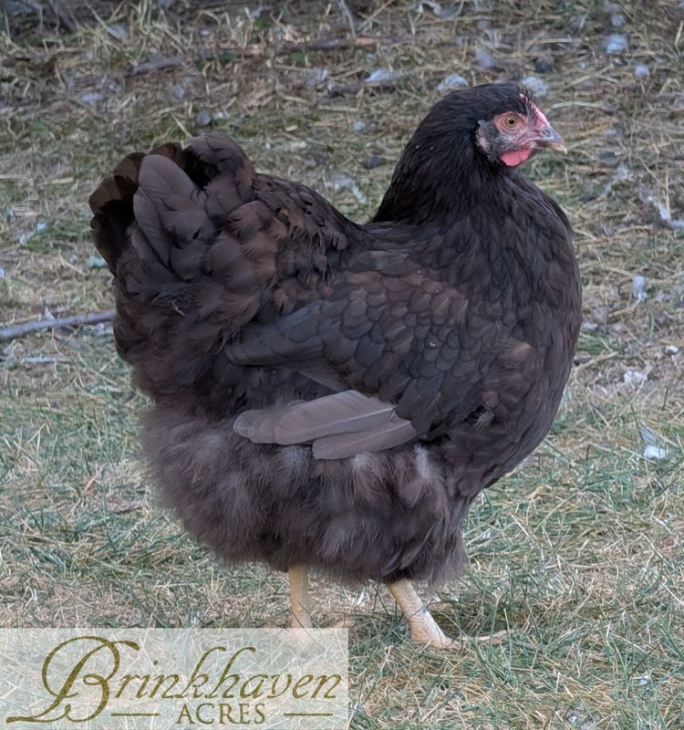 Chocolate Wyandotte Day-Old Chicks
