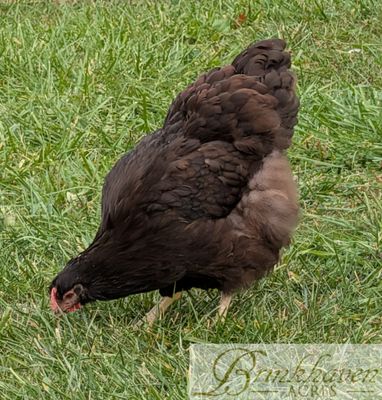 Chocolate Wyandotte Day-Old Chicks