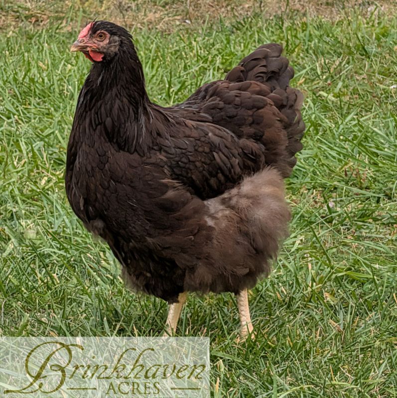 Chocolate Wyandotte Day-Old Chicks